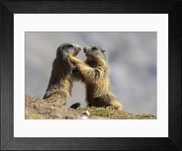 Framed Print : Stelvio National Park, Lombardy, Italy. Alpine marmot marmota marmota Framed Print : Stelvio National Park, Lombardy, Italy. Alpine marmot marmota marmota