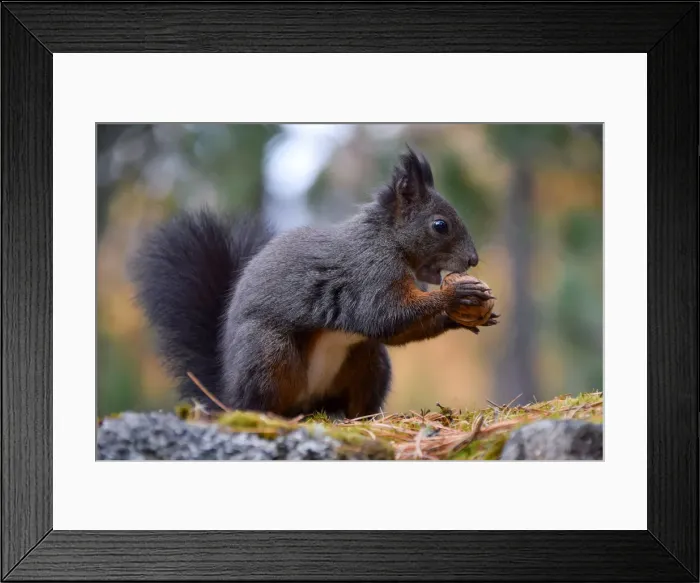 Framed Print : Park Orobie Valtellina, Lombardy, Italy. Scoiattolo Sciurus vulgaris Framed Print : Park Orobie Valtellina, Lombardy, Italy. Scoiattolo Sciurus vulgaris