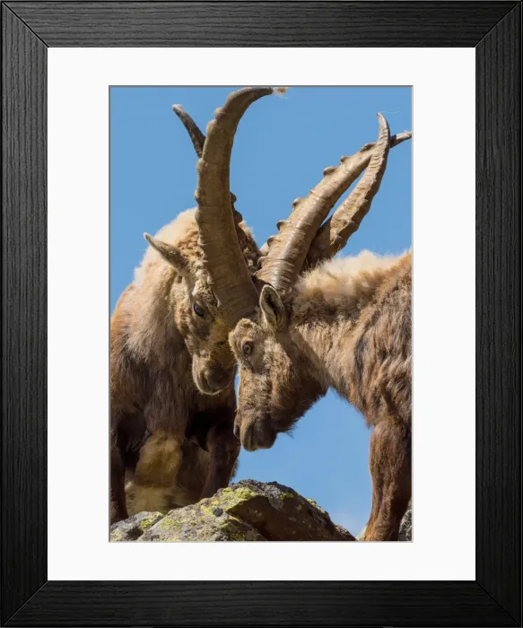 Framed Print : Stelvio National Park, Lombardy, Italy. Capra ibex Framed Print : Stelvio National Park, Lombardy, Italy. Capra ibex