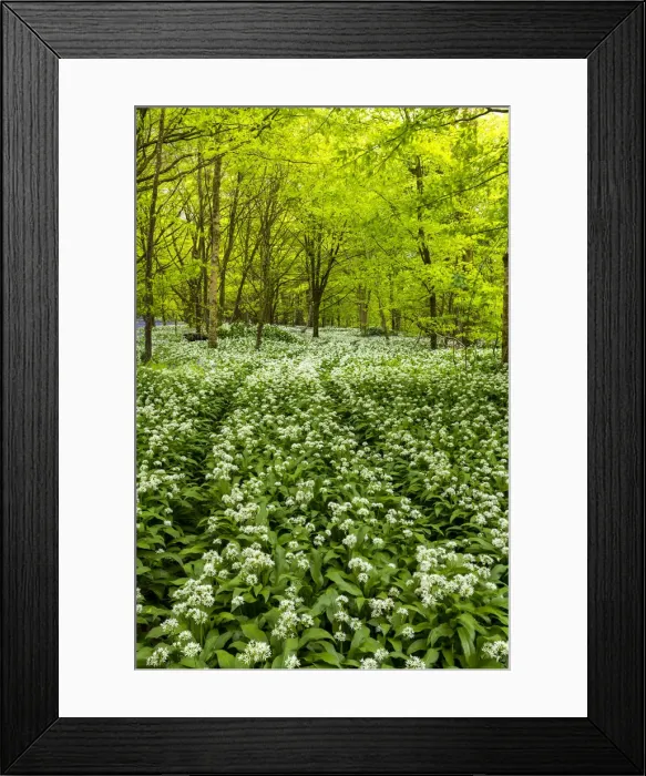 Framed Print : Woodland of Wild Garlic, Cornwall, England Framed Print : Woodland of Wild Garlic, Cornwall, England