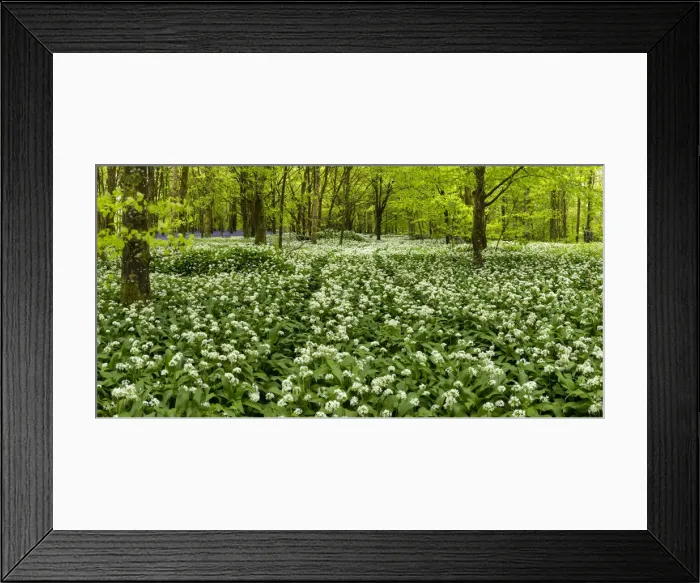 Framed Print : Woodland of Wild Garlic, Cornwall, England
