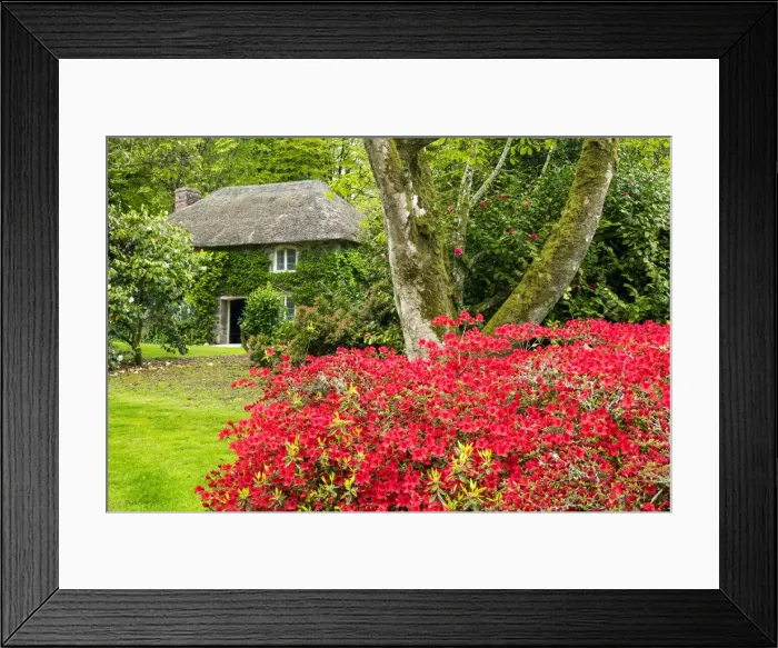 Framed Print : Thatched Cottage & Garden, Lanhydrock, Cornwall, England Framed Print : Thatched Cottage & Garden, Lanhydrock, Cornwall, England