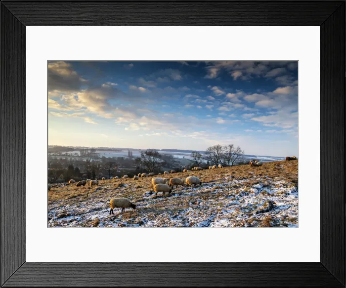 Framed Print : Grazing Sheep in Winter, Cotswolds, Gloucestershire, England Framed Print : Grazing Sheep in Winter, Cotswolds, Gloucestershire, England