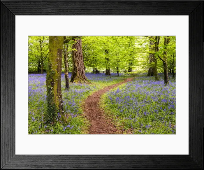 Framed Print : Path Through Bluebells, Tehidy Country Park, Cornwall, England