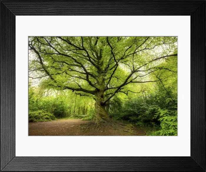 Framed Print : Beech Tree in Spring, Tehidy Country Park, Cornwall, England Framed Print : Beech Tree in Spring, Tehidy Country Park, Cornwall, England