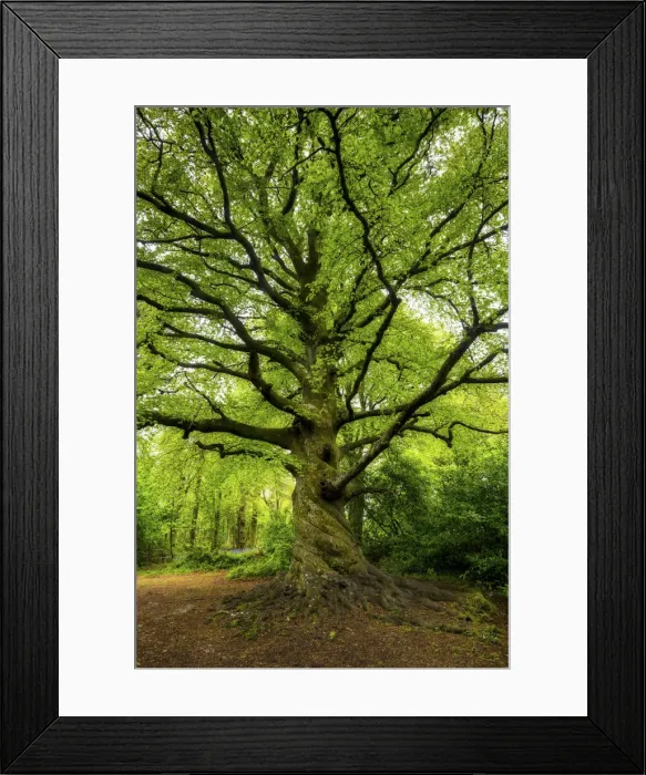 Framed Print : Beech Tree in Spring, Tehidy Country Park, Cornwall, England Framed Print : Beech Tree in Spring, Tehidy Country Park, Cornwall, England