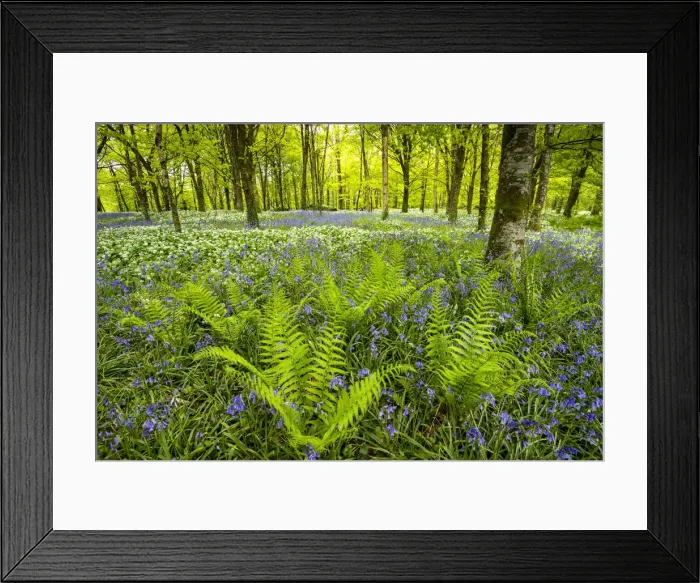 Framed Print : Wild Garlic & Bluebells, Cornwall, England Framed Print : Wild Garlic & Bluebells, Cornwall, England