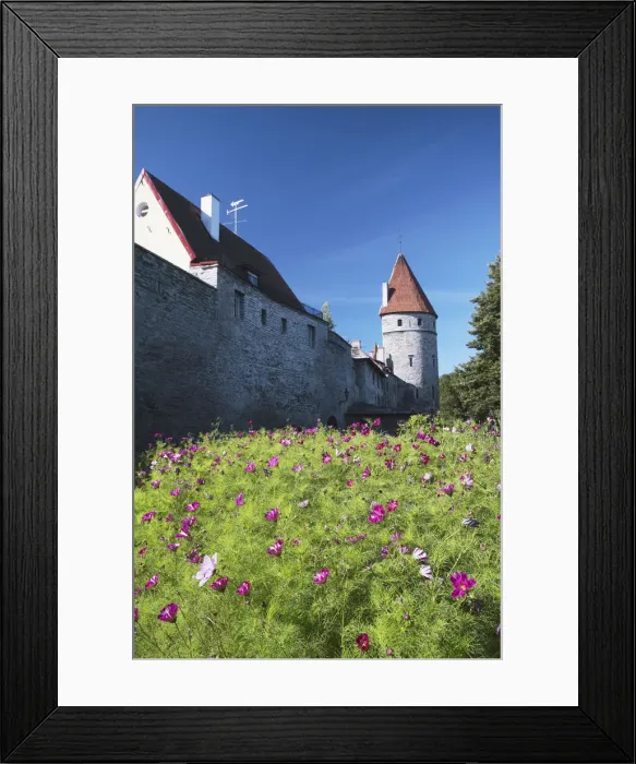 Framed Print : Estonia, Tallinn, Cosmos Flowers In Garden Outside Lower Town Wall Framed Print : Estonia, Tallinn, Cosmos Flowers In Garden Outside Lower Town Wall