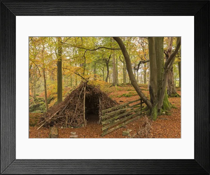 Framed Print : Natural forest shelter in autumnal woodland, Lake District National Park, Cumbria Framed Print : Natural forest shelter in autumnal woodland, Lake District National Park, Cumbria