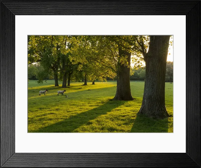 Framed Print : Lambs grazing in a sunlit field with trees in the Cotswolds, Gloucestershire, England Framed Print : Lambs grazing in a sunlit field with trees in the Cotswolds, Gloucestershire, England