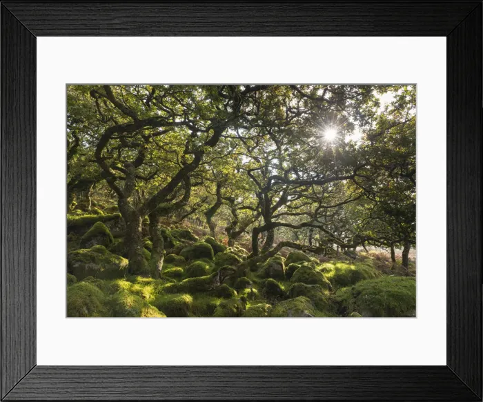 Framed Print : Morning sun shining through Black a Tor Copse, a stunted oak woodland on Dartmoor Framed Print : Morning sun shining through Black a Tor Copse, a stunted oak woodland on Dartmoor