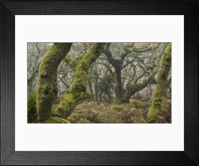 Framed Print : Twisted and gnarled pedunculate Oak trees in Wistman's Wood, Dartmoor National Park, Devon, England. Autumn (November) 2016 Framed Print : Twisted and gnarled pedunculate Oak trees in Wistman's Wood, Dartmoor National Park, Devon, England. Autumn (November) 2016