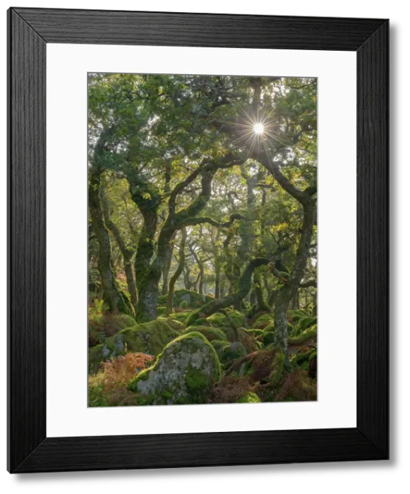 Framed Print : Sunshine radiates through Black a Tor copse, an ancient Oak woodland on Dartmoor's high moorland, Devon, England. Autumn (October) 2016 Framed Print : Sunshine radiates through Black a Tor copse, an ancient Oak woodland on Dartmoor's high moorland, Devon, England. Autumn (October) 2016