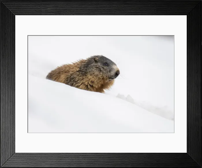 Framed Print : Stelvio National Park, Lombardy, Italy. Alpine marmot, Marmota marmota