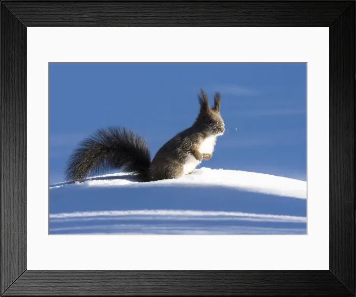 Framed Print : Switzerland Eurasian red squirrel Sciurus vulgaris Framed Print : Switzerland Eurasian red squirrel Sciurus vulgaris