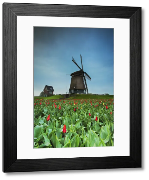 Framed Print : Lisse, Netherlands View of a Dutch windmill in front of a field of poppies Framed Print : Lisse, Netherlands View of a Dutch windmill in front of a field of poppies