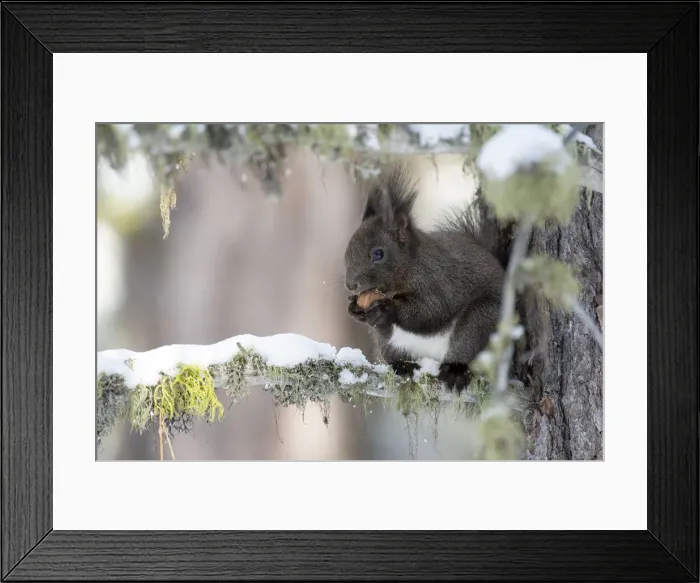 Framed Print : Switzerland Eurasian red squirrel Sciurus vulgaris Framed Print : Switzerland Eurasian red squirrel Sciurus vulgaris
