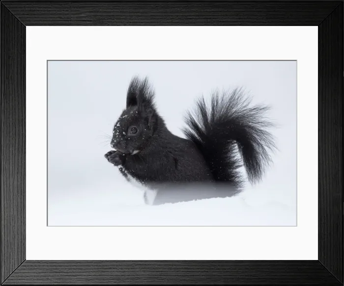 Framed Print : Switzerland Eurasian red squirrel Sciurus vulgaris Framed Print : Switzerland Eurasian red squirrel Sciurus vulgaris