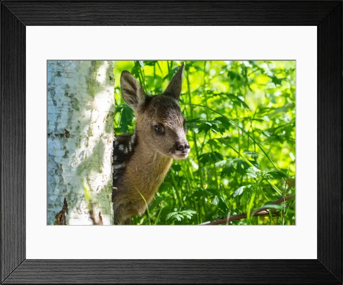 Framed Print : Park Orobie Valtellina, Lombardy, Italy. Roe deer Framed Print : Park Orobie Valtellina, Lombardy, Italy. Roe deer