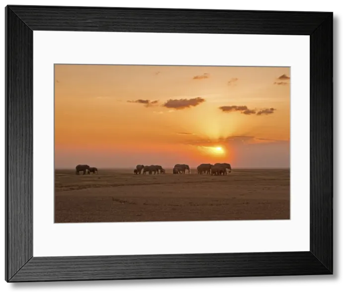Framed Print : Amboseli Park, Kenya, Africa A family of elephants crossing the lake in the dry Amboseli Framed Print : Amboseli Park, Kenya, Africa A family of elephants crossing the lake in the dry Amboseli