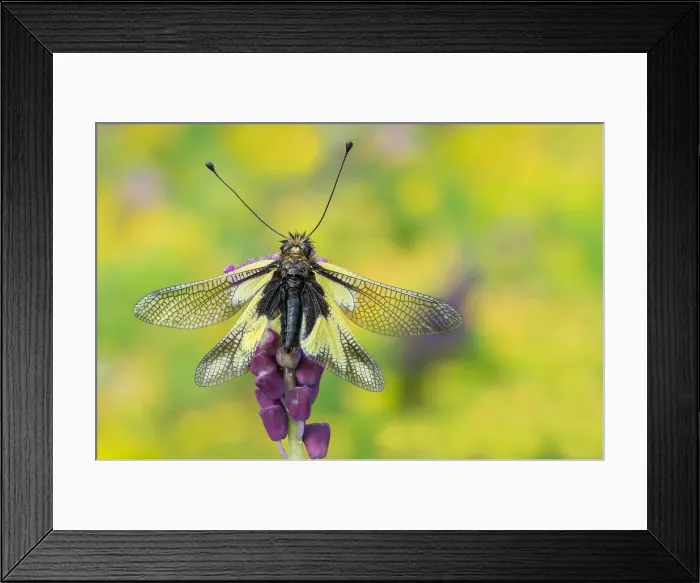 Framed Print : Gaiano, Parma, Emilia Romagna, Italy. Portrait of a macro libelloide with open wings Framed Print : Gaiano, Parma, Emilia Romagna, Italy. Portrait of a macro libelloide with open wings