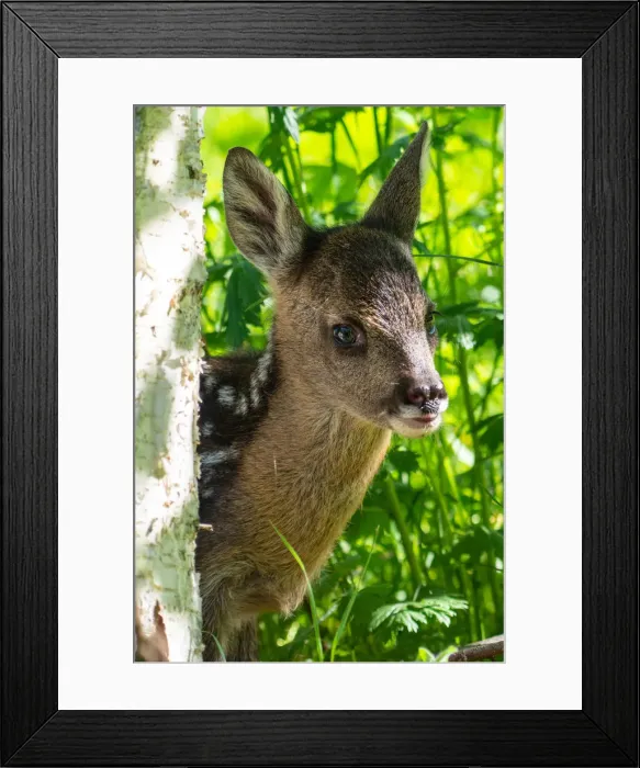 Framed Print : Park Orobie Valtellina, Lombardy, Italy. Roe deer Framed Print : Park Orobie Valtellina, Lombardy, Italy. Roe deer