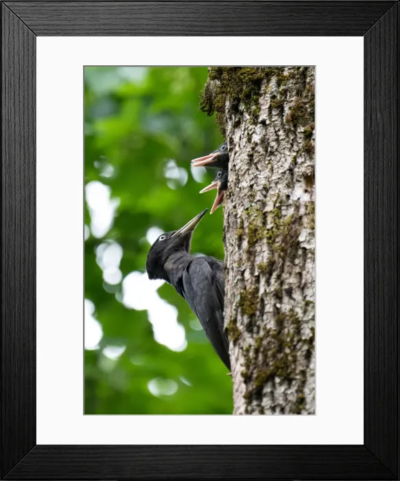 Framed Print : Park Orobie Valtellina, Lombardy, Italy. Black woodpecker, Dryocopus martius