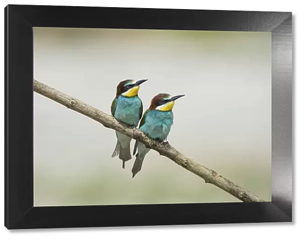 Canneto sull Oglio, Mantova, Lombardy, Italy Copy of bee-eaters on a branc
