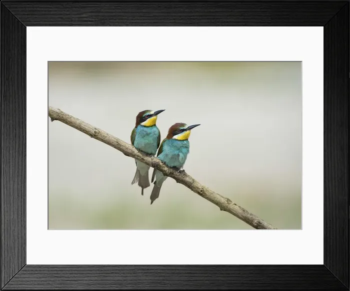 Framed Print : Canneto sull Oglio, Mantova, Lombardy, Italy Copy of bee-eaters on a branc Framed Print : Canneto sull Oglio, Mantova, Lombardy, Italy Copy of bee-eaters on a branc