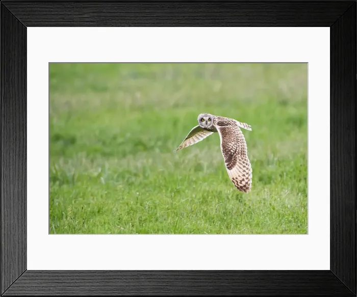 Framed Print : Parma, Emilia Romagna, Italy. A short-eared owl photographed in flight in the Parma Framed Print : Parma, Emilia Romagna, Italy. A short-eared owl photographed in flight in the Parma