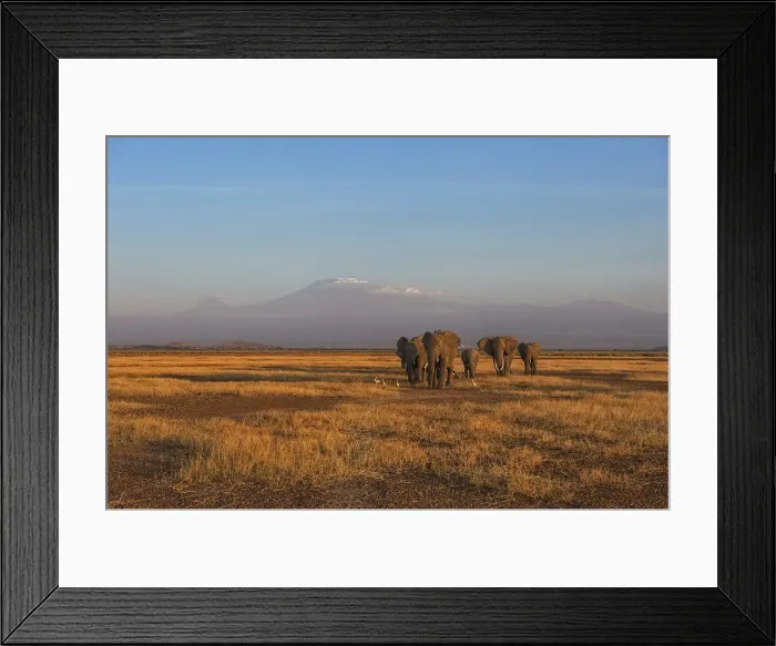 Framed Print : Amboseli Park, Kenya, Africa Family of elephants taken at sunset in the park Framed Print : Amboseli Park, Kenya, Africa Family of elephants taken at sunset in the park