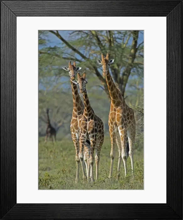 Framed Print : Lake Nakuru Park, Kenya, Africa Three giraffes filming in park Lake Nakuru in Kenya Framed Print : Lake Nakuru Park, Kenya, Africa Three giraffes filming in park Lake Nakuru in Kenya