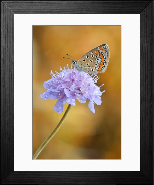 Framed Print : Brescia, Lombardy, Italy. A licenide taken on a flower, the background is created by Framed Print : Brescia, Lombardy, Italy. A licenide taken on a flower, the background is created by
