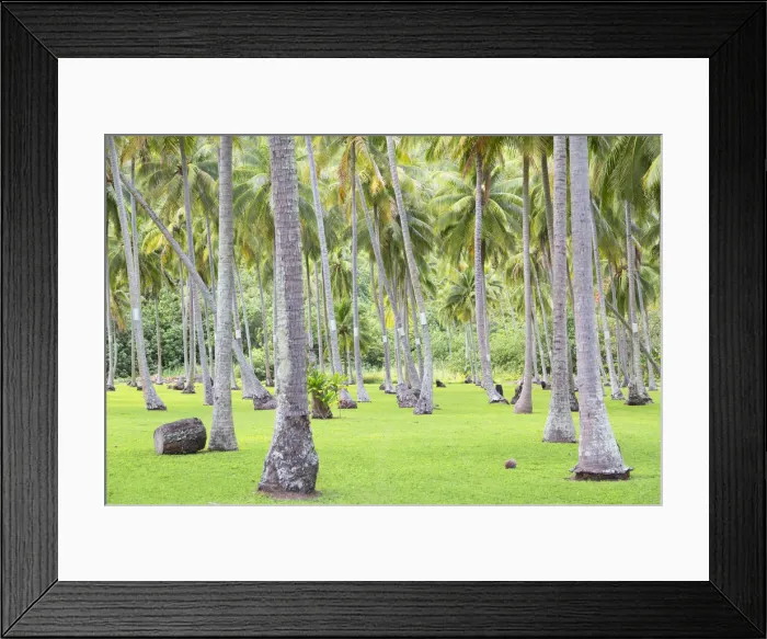 Framed Print : Coconut trees, Moorea, Society Islands, French Polynesia Framed Print : Coconut trees, Moorea, Society Islands, French Polynesia