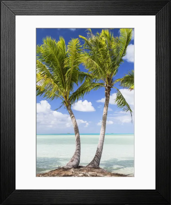 Framed Print : Palm trees at Blue Lagoon, Fakarava, Tuamotu Islands, French Polynesia Framed Print : Palm trees at Blue Lagoon, Fakarava, Tuamotu Islands, French Polynesia