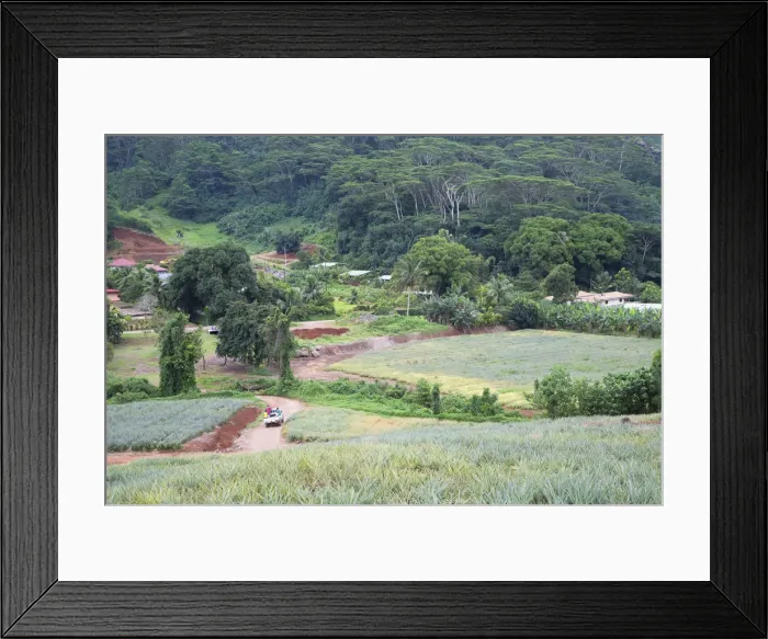 Framed Print : Pineapple plantation in Paopao Valley, Mo orea, Society Islands, French Polynesia Framed Print : Pineapple plantation in Paopao Valley, Mo orea, Society Islands, French Polynesia