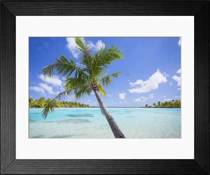 Framed Print : Palm tree at Green Lagoon, Fakarava, Tuamotu Islands, French Polynesia Framed Print : Palm tree at Green Lagoon, Fakarava, Tuamotu Islands, French Polynesia