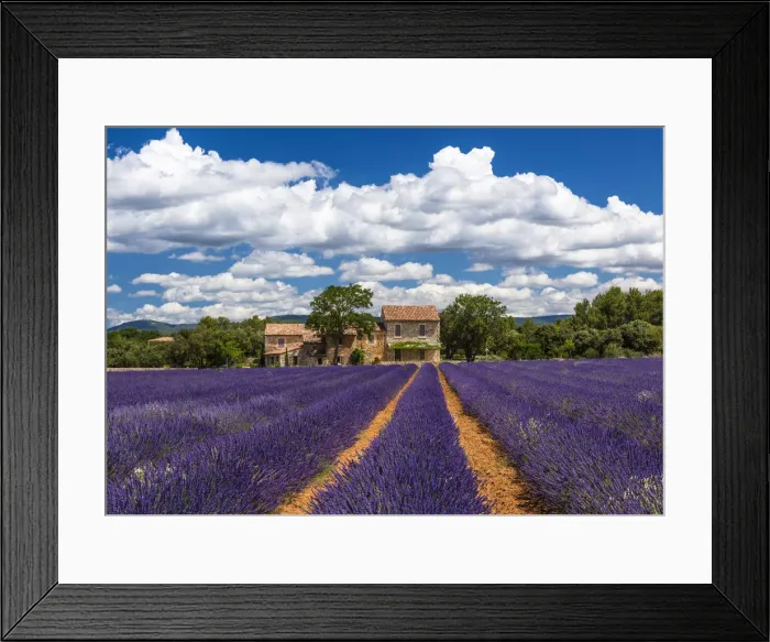 Framed Print : Farmhouse and lavender in Vaucluse, Provence, France Framed Print : Farmhouse and lavender in Vaucluse, Provence, France