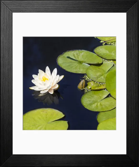 Framed Print : Water lilies in Kew Gardens, London, England Framed Print : Water lilies in Kew Gardens, London, England