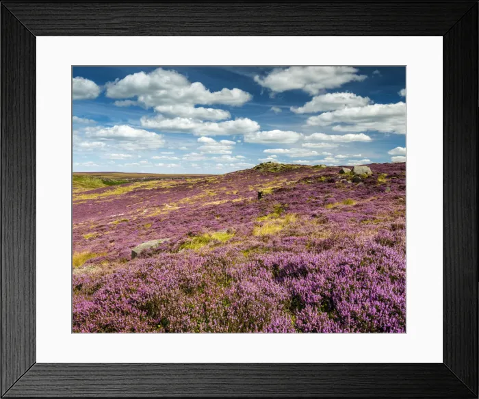 Framed Print : Heather in Bloom on Higger Tor, Peak District National Park, Derbyshire, England Framed Print : Heather in Bloom on Higger Tor, Peak District National Park, Derbyshire, England