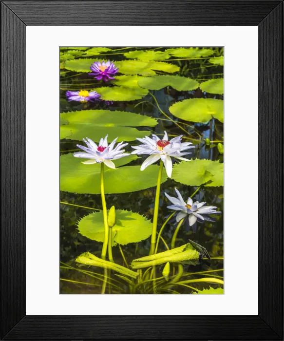 Framed Print : Water lilies in Kew Gardens, London, England Framed Print : Water lilies in Kew Gardens, London, England