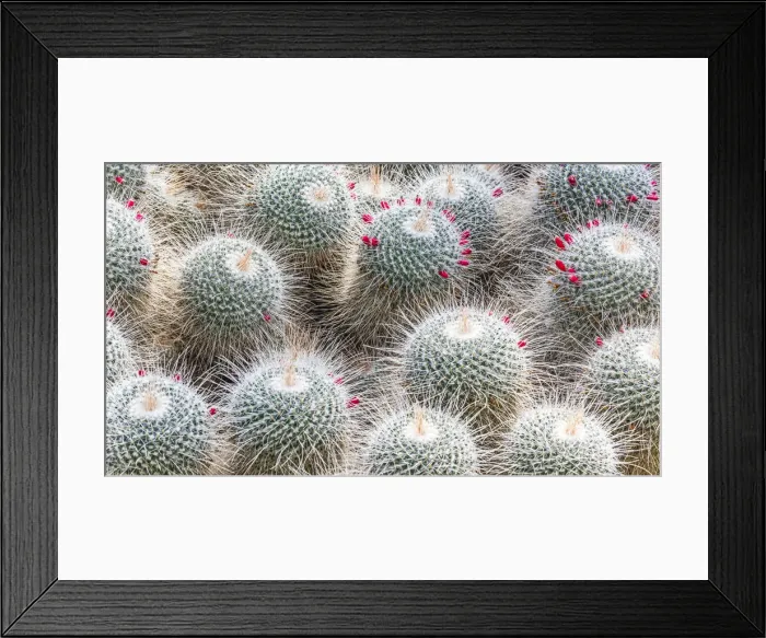 Framed Print : Cacti in Kew Gardens, London, England Framed Print : Cacti in Kew Gardens, London, England