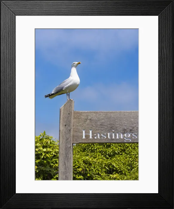 Framed Print : A seagull on the entrance to the Hastings Country Park Natural Reserve, Sussex, England Framed Print : A seagull on the entrance to the Hastings Country Park Natural Reserve, Sussex, England