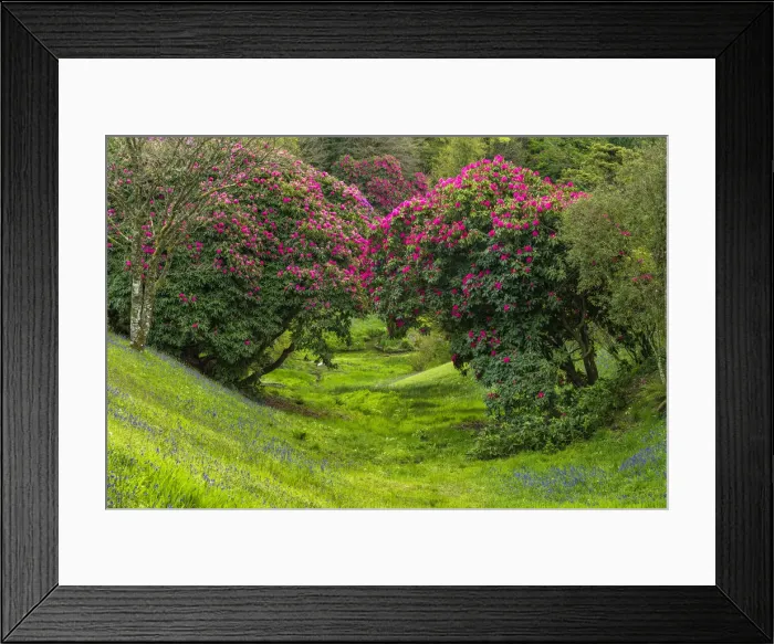 Framed Print : Glendurgan Gardens in Spring, Falmouth, Cornwall, England Framed Print : Glendurgan Gardens in Spring, Falmouth, Cornwall, England