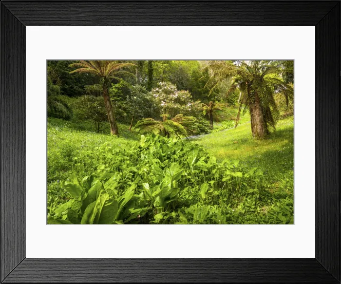 Framed Print : Glendurgan Gardens, Falmouth, Cornwall, England Framed Print : Glendurgan Gardens, Falmouth, Cornwall, England