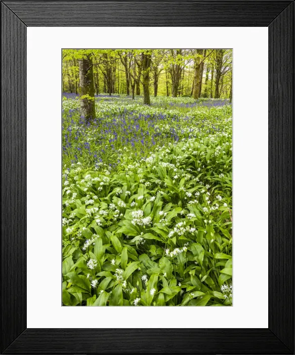 Framed Print : Bluebell & Wild Garlic Wood, Cornwall, England Framed Print : Bluebell & Wild Garlic Wood, Cornwall, England