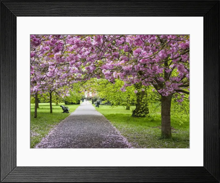 Framed Print : Cherry blossoms in Greenwich Park, London, England Framed Print : Cherry blossoms in Greenwich Park, London, England