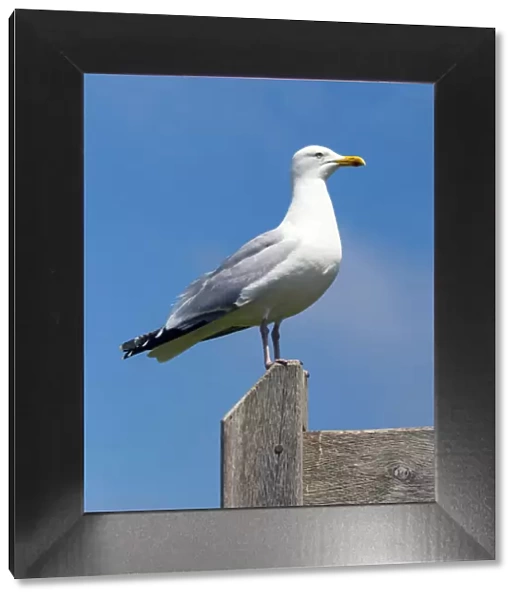 A seagull in the Hastings Country Park Natural Reserve, Sussex, England