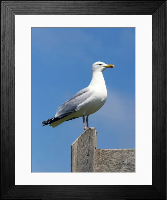 Framed Print : A seagull in the Hastings Country Park Natural Reserve, Sussex, England Framed Print : A seagull in the Hastings Country Park Natural Reserve, Sussex, England