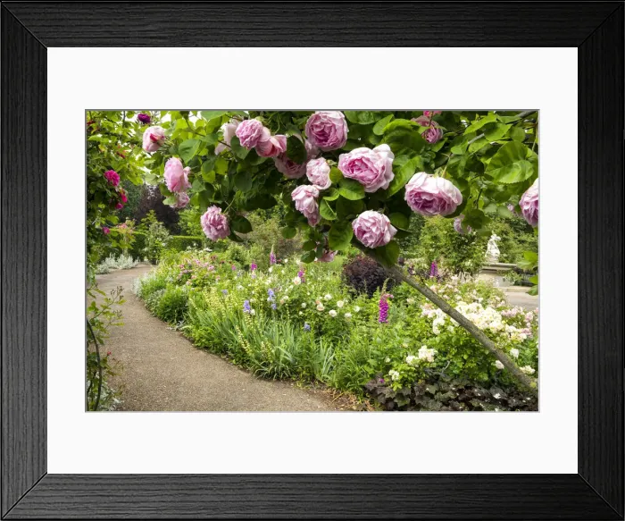 Framed Print : The Rose Garden, Hyde Park, London, England Framed Print : The Rose Garden, Hyde Park, London, England